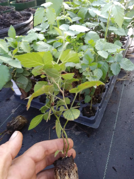 1 "Arapaho" Thornless Blackberry Plant. Healthy grown pesicide free non GMO