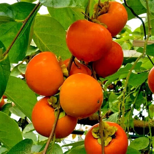 10 JAPANESE PERSIMMON TREE SEEDS (Diospyros Kaki) Asia Hardy Garden Fruit Plant