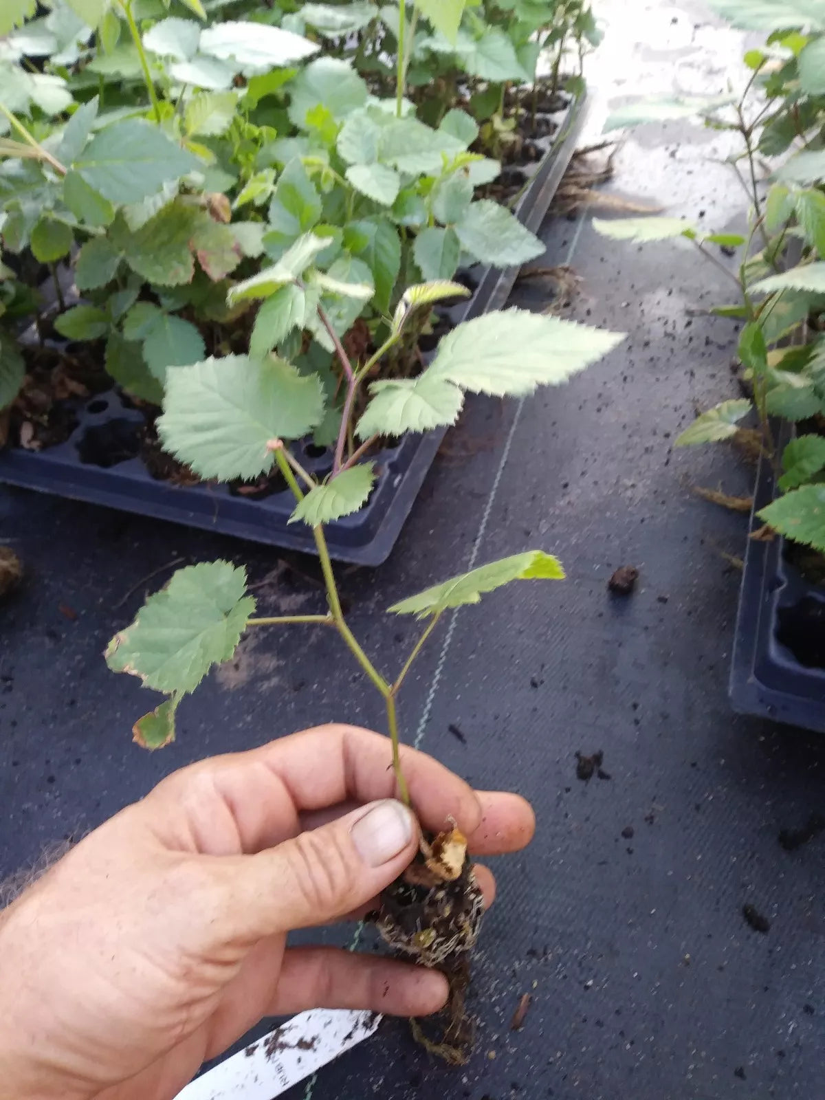 1 "Arapaho" Thornless Blackberry Plant. Healthy grown pesicide free non GMO