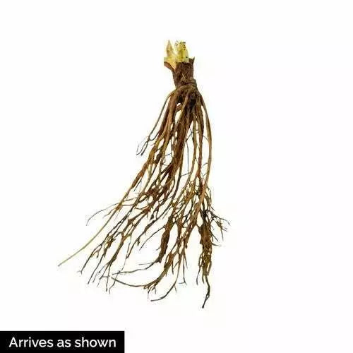 Albion Strawberry - Day Neutral Strawberry Plants (25 Bare-Root plants)