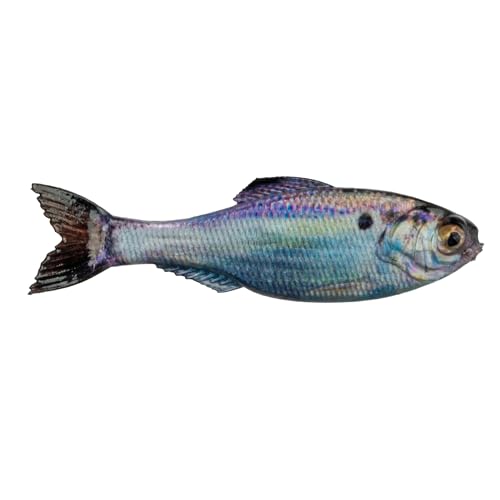 6th Sense Panorama Soft Plastic Lure – Realistic Forage Imitation, Versatile Rigging, Fluid Movement, Premium Paint Schemes