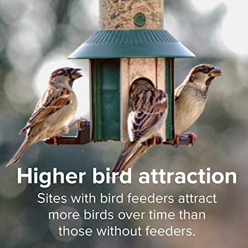 Blue Seal Concerto Wild Bird Seed | Premium High-Energy Blend, No Fillers, Corn Free | 20 Pound Bag