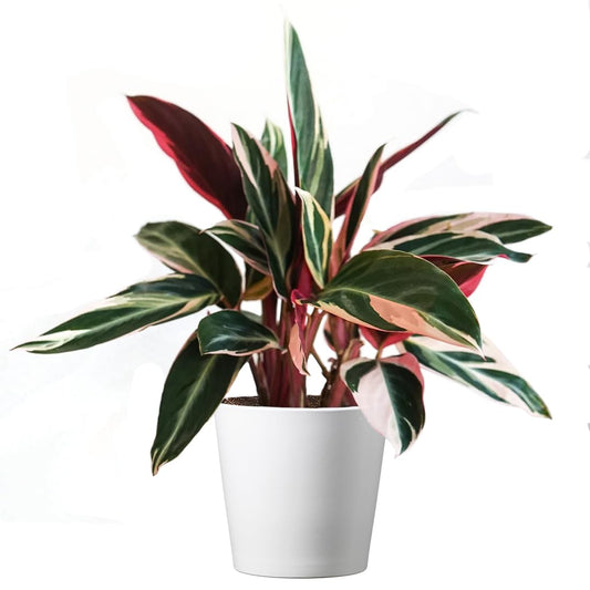 American Plant Exchange Stromanthe Triostar – 6-Inch Pot with Cover – Live Easy Care Indoor Houseplant, Air-Purifying, Bright Light Tropical Plant for Home, Office & Garden Decor