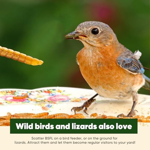 10LB Dried Black Soldier Fly Larvae for Chickens, High Protein Chicken Feed Superior to Meal Worms for Wild Birds & Chicken Treats for Laying Hens