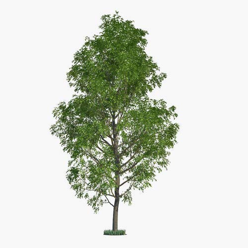 10 Fast Growing Trees - 10 Hybrid Poplar Tree Cuttings - Fast Growing Shade or Privacy Trees - Very Attractive and Good for The Enviornment