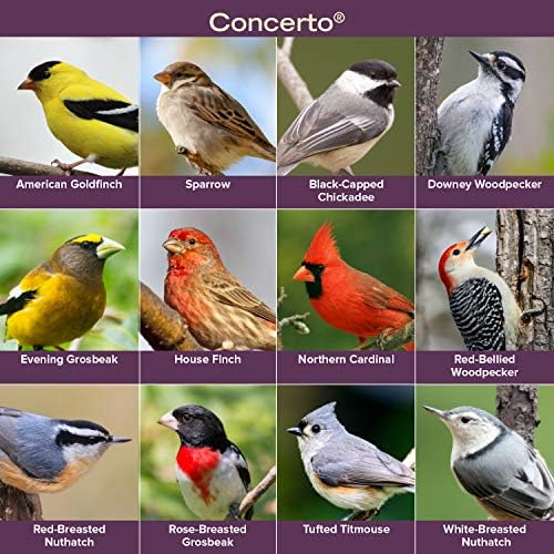 Blue Seal Concerto Wild Bird Seed | Premium High-Energy Blend, No Fillers, Corn Free | 20 Pound Bag