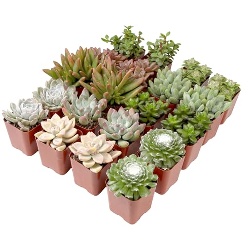 Altman Plants, Live Succulent Plants (20 Pack) Assorted Potted Succulents Plants Live House Plants in Cacti and Succulent Soil Mix, Cactus Plants Live Indoor Plants Live Houseplants in Planter Pots