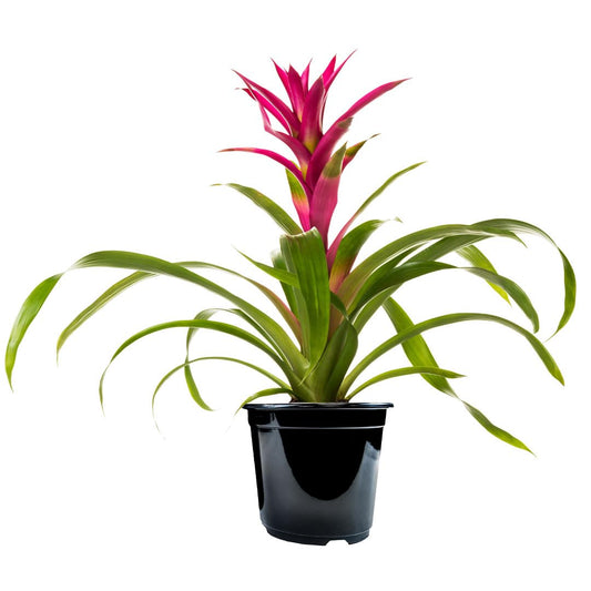American Plant Exchange Live Bromeliad Guzmania – 6-Inch Pot – Colorful Tropical Houseplant with Bright Long-Lasting Blooms, Easy Care Indoor Plant for Desks, Kitchens, Patios & Home Décor