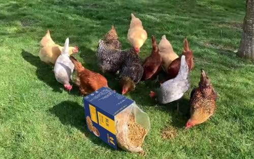 Superior to Dried Mealworms for Chickens 5lb - 85X More Calcium Than Mealworms - Non-GMO Chicken Feed - Molting Supplement - BSFL Treats for Hens, Ducks, Turkeys, Wild Birds, Quails