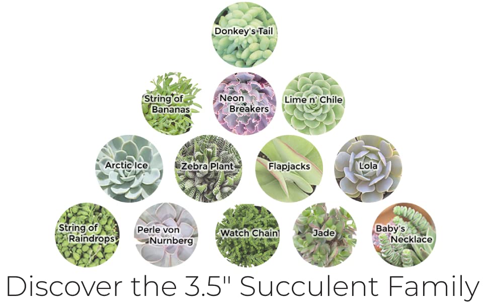Altman Plants, 3.5" Watch Chain Crassula Live Succulent Plant Succulent Plants, Live Succulents Plants Live Indoor Plants Live Houseplants Live Indoor House Plants Indoors, Live Plants Indoor Plants