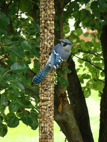 Backyard Birds Unlimited Cedar Whole in-Shell Peanut Outdoor Hanging Wild Bird Feeder Made in The USA-Large
