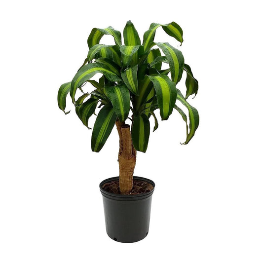 American Plant Exchange Dracaena Mass Cane ‘Corn Plant’ – Live 6-Inch Potted Indoor Houseplant, Low-Maintenance Air-Purifying Plant for Home, Office & Low-Light Spaces