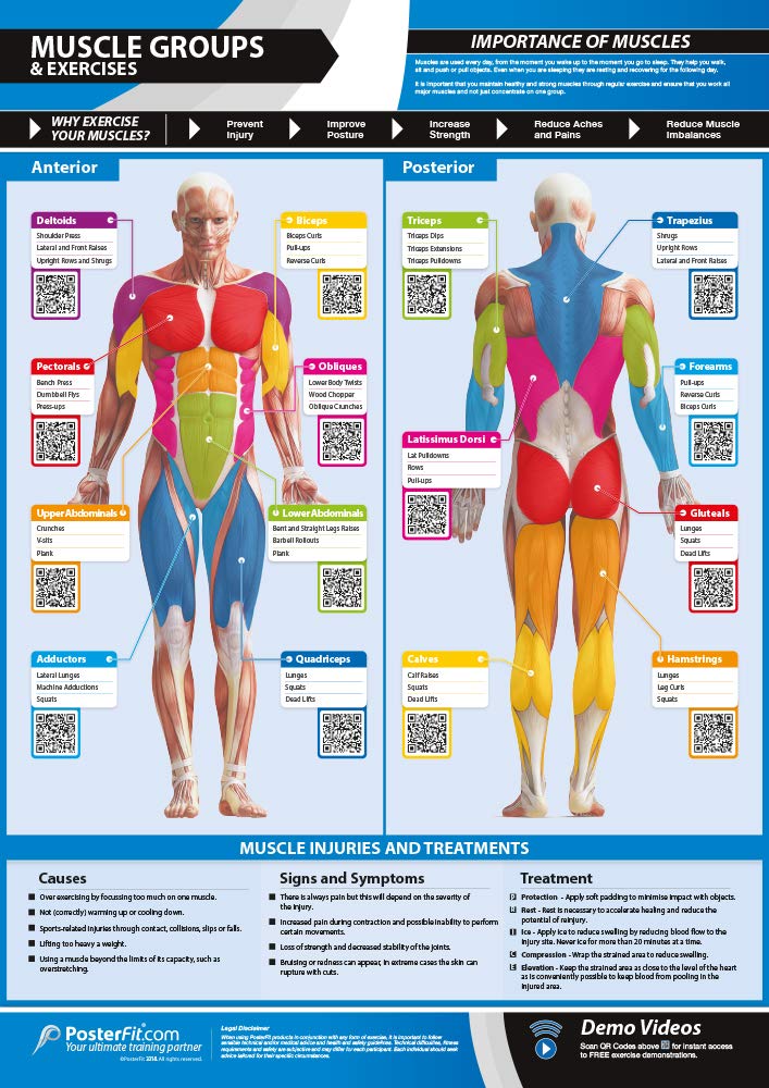 Muscle Groups & Exercises Gym Poster - Laminated - EXTRA LARGE 33” x 23.5” - Gym & Home Fitness Wall Chart - Includes Online Video Training