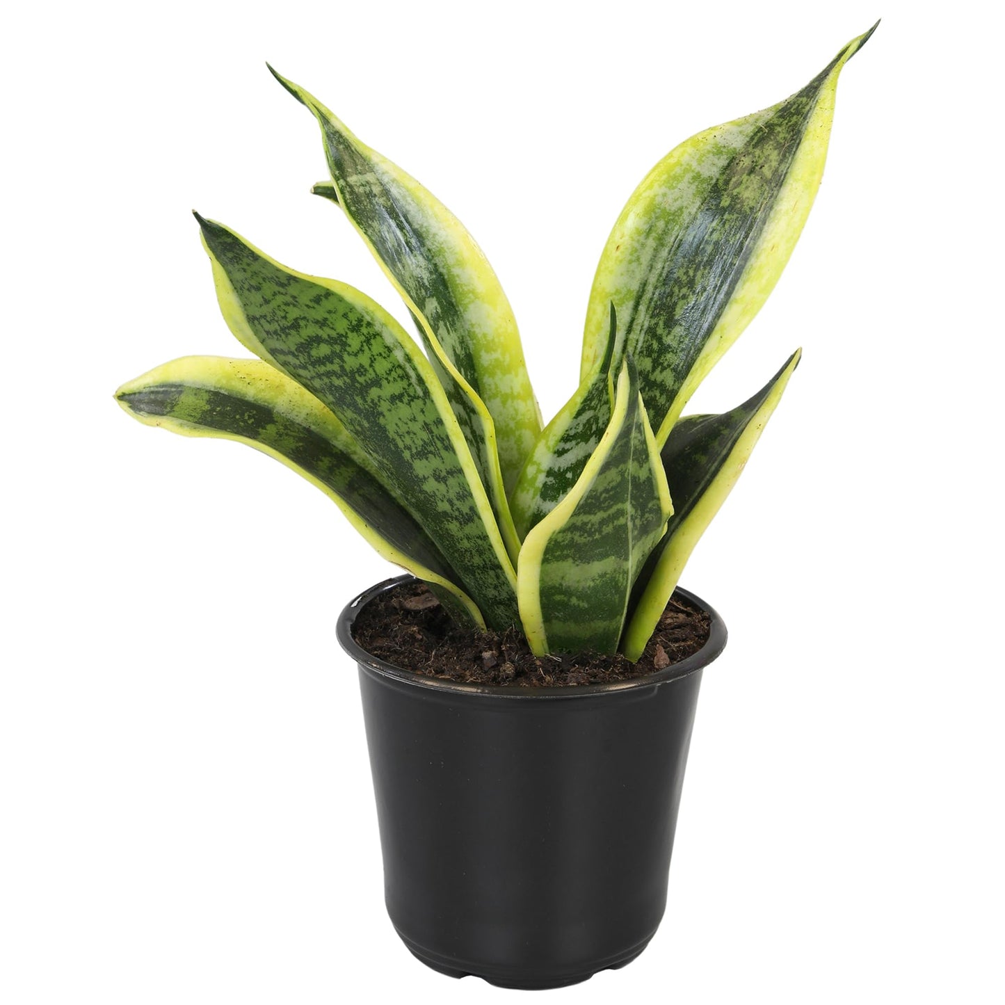 Altman Plants, Live Snake Plant, Sansevieria trifasciata Superba, Fully Rooted Indoor House Plant in Pot, Mother in Law Tongue Sansevieria Plant, Potted Succulent Plant, Houseplant in Potting Soil