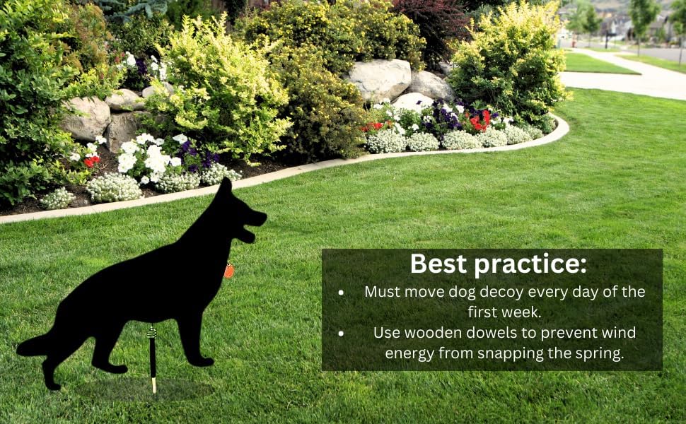 Lone Dog Decoy - Predator Decoys, Repellent for Geese, Deer - Goose Deterrent, Dog Decoy to Keep Away Pests - Predator Replica Visual Scare Device