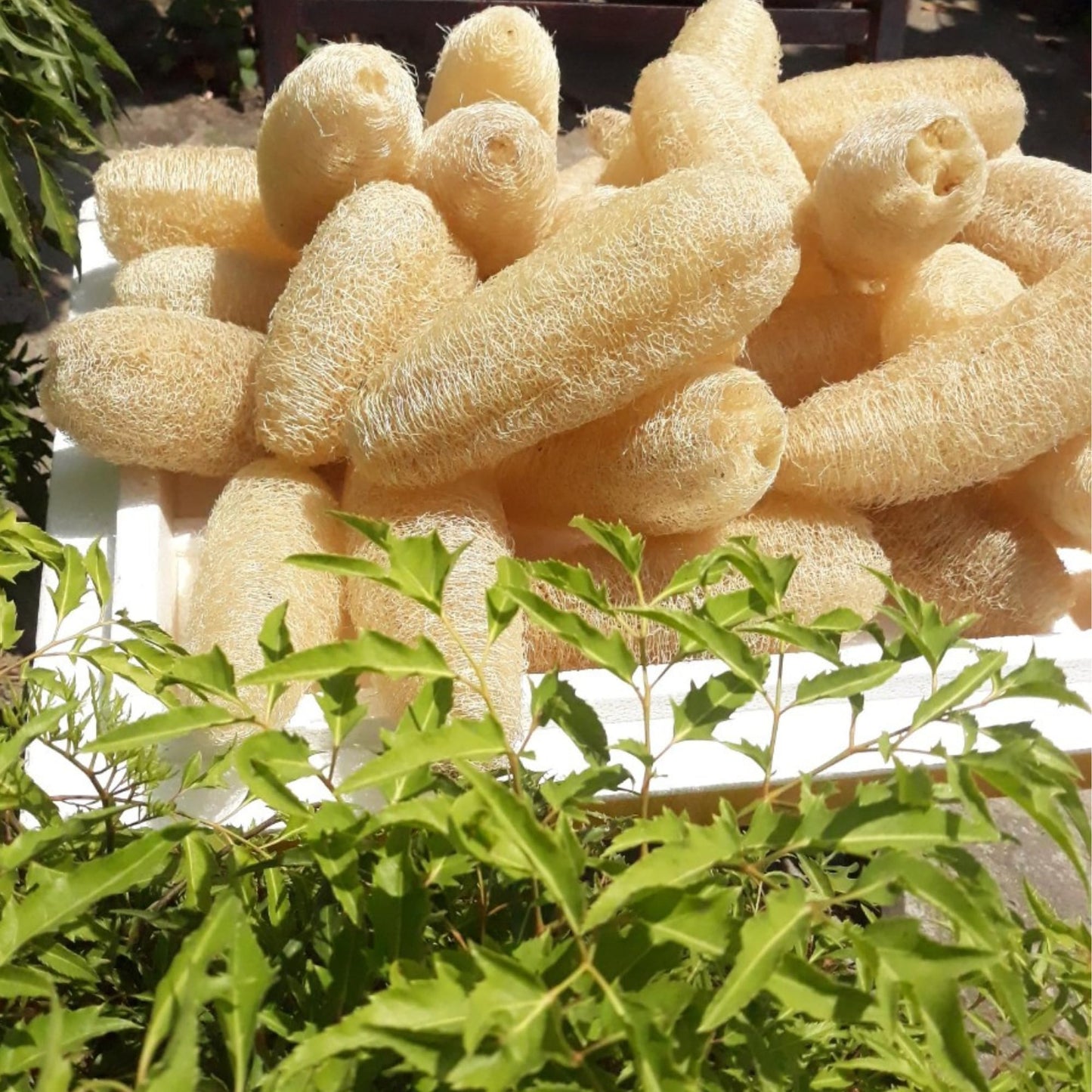 10 Pcs (7 – 10 Inches) Natural Loofah Sponge | Organic Loofah | Shower Loofah Exfoliating Body Scrubber | Bath for Loofah for Men and Women | (10 - Pack)