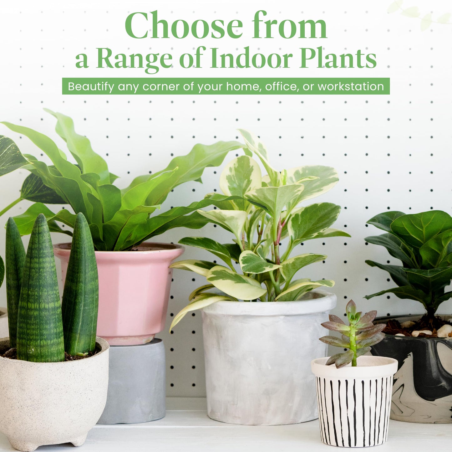 American Plant Exchange ZZ Plant 'Zanzibar Gem' – 6-Inch Pot – Live Easy Care Drought-Tolerant Houseplant, Low-Light Indoor Plant for Home, Office, & Modern Décor