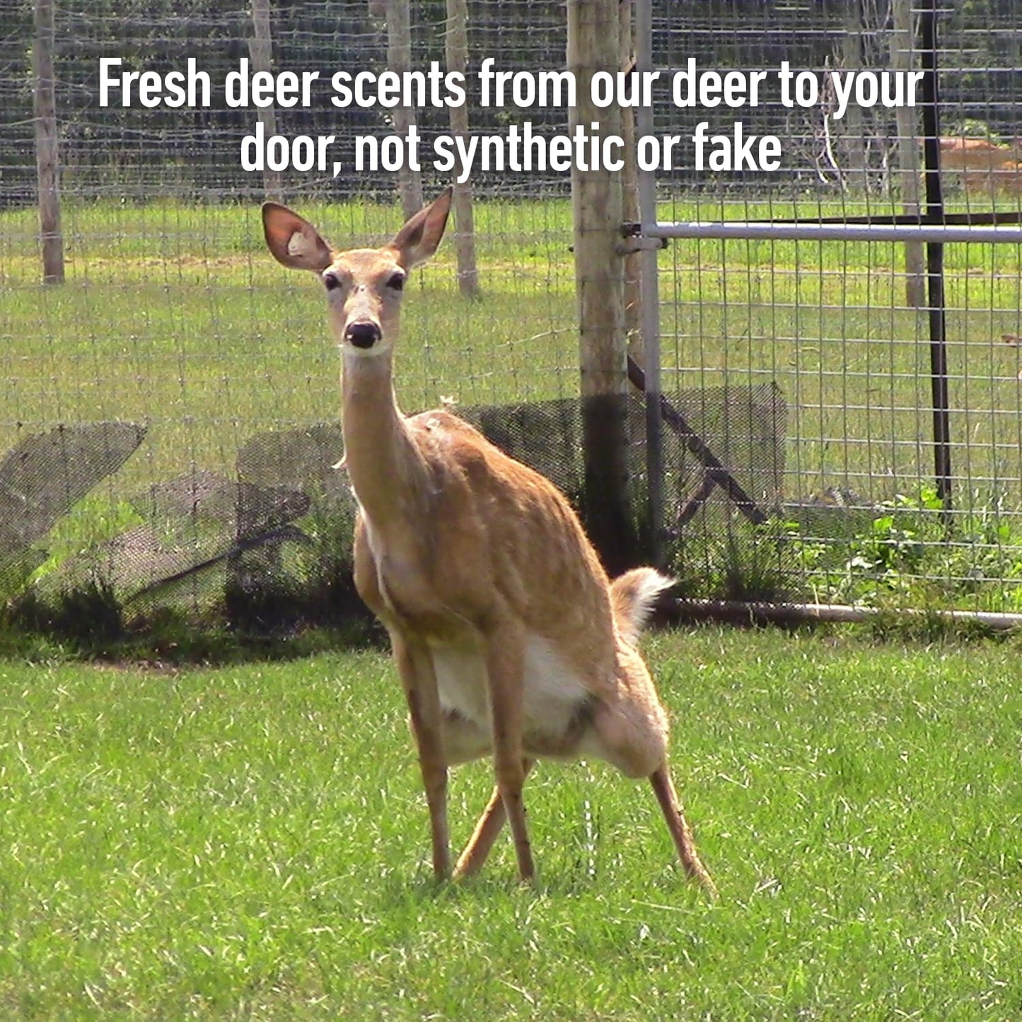 Certified Peak Doe Estrus Spray | 2 oz | 4 Bottles | Doe in Heat Urine for Hunting | Drag N’ Drip Included | Deer Scents