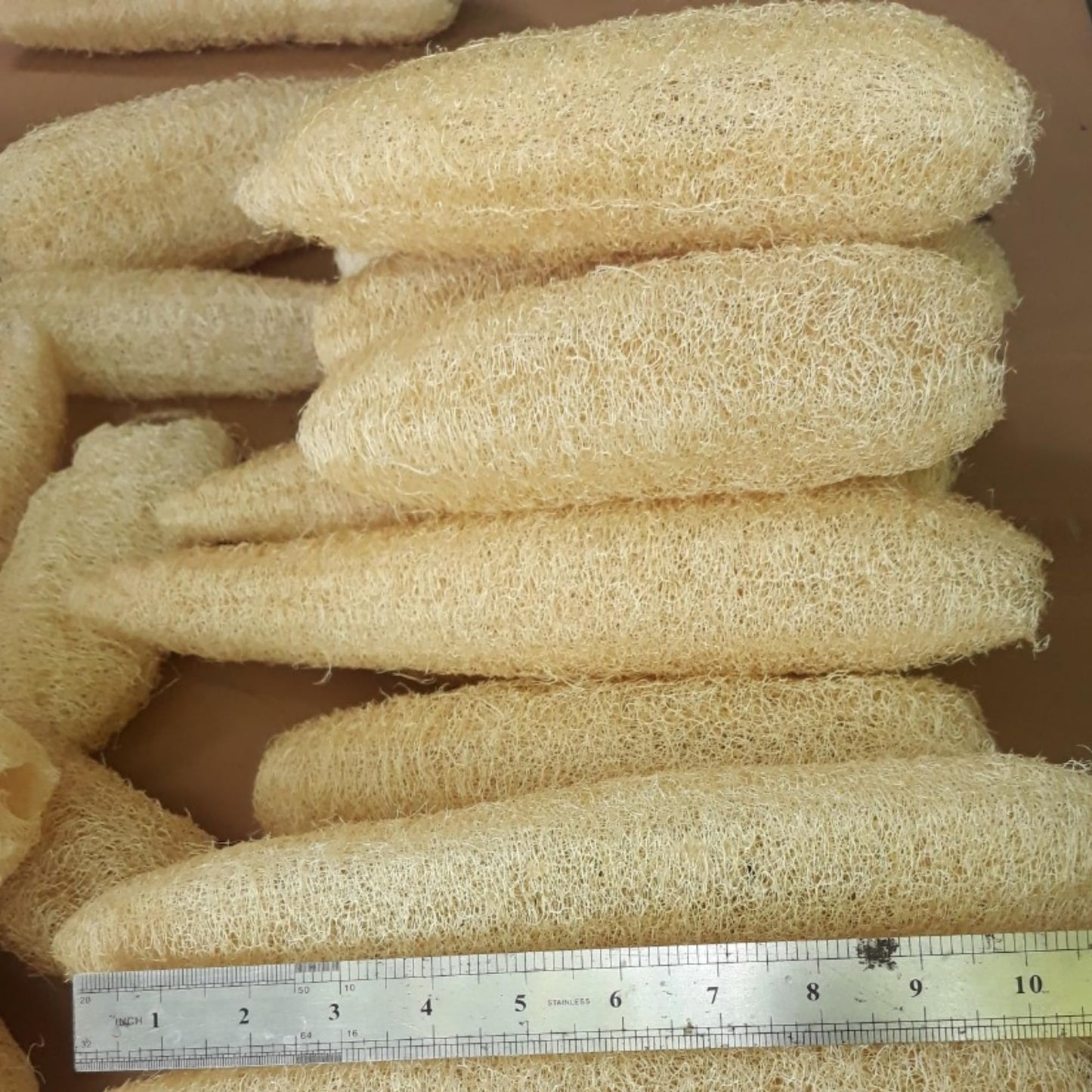 10 Pcs (7 – 10 Inches) Natural Loofah Sponge | Organic Loofah | Shower Loofah Exfoliating Body Scrubber | Bath for Loofah for Men and Women | (10 - Pack)