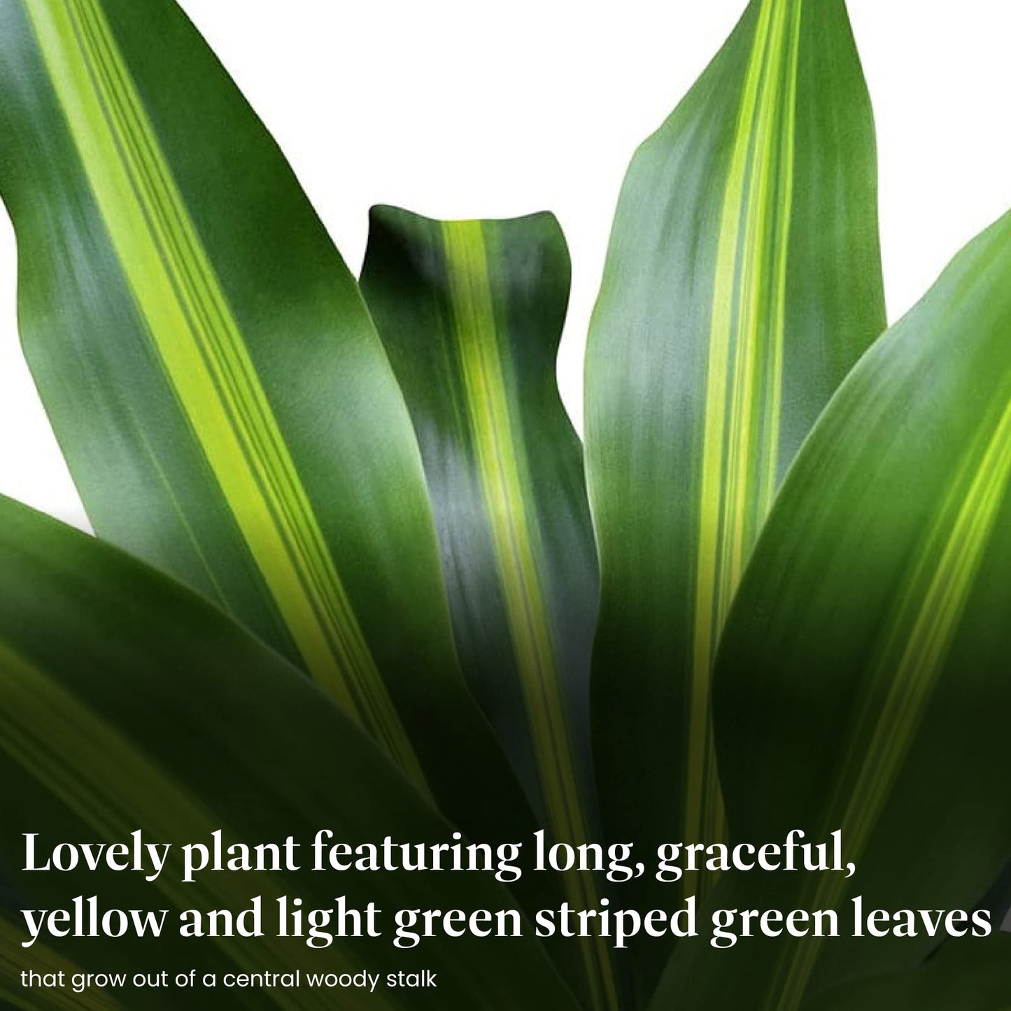 American Plant Exchange Dracaena Mass Cane ‘Corn Plant’ – Live 6-Inch Potted Indoor Houseplant, Low-Maintenance Air-Purifying Plant for Home, Office & Low-Light Spaces