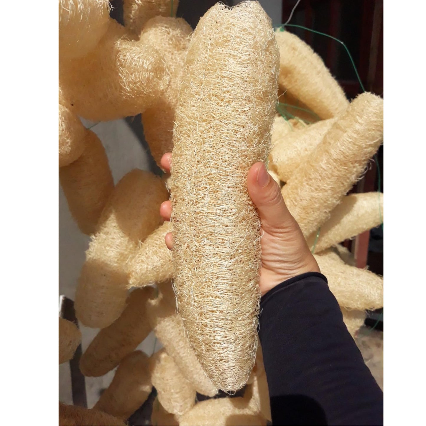 10 Pcs (7 – 10 Inches) Natural Loofah Sponge | Organic Loofah | Shower Loofah Exfoliating Body Scrubber | Bath for Loofah for Men and Women | (10 - Pack)