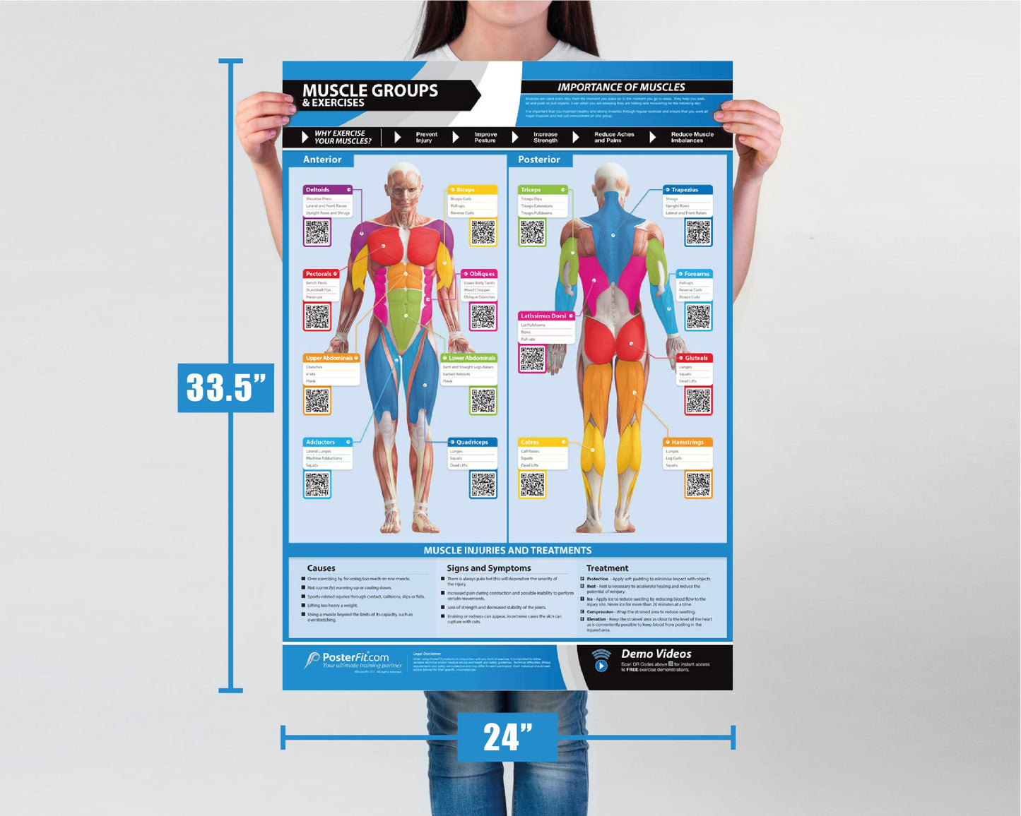 Muscle Groups & Exercises Gym Poster - Laminated - EXTRA LARGE 33” x 23.5” - Gym & Home Fitness Wall Chart - Includes Online Video Training