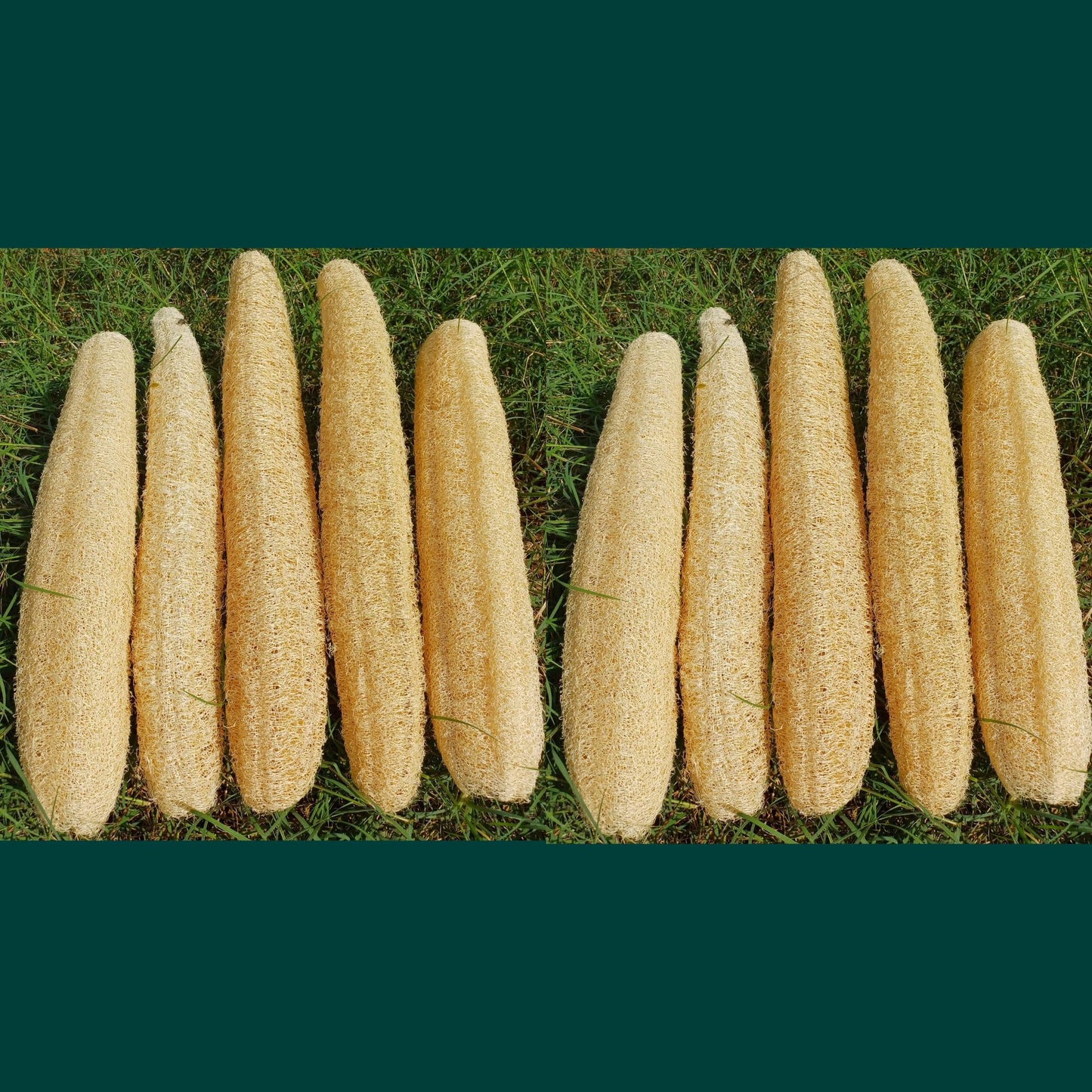 10 Pcs (7 – 10 Inches) Natural Loofah Sponge | Organic Loofah | Shower Loofah Exfoliating Body Scrubber | Bath for Loofah for Men and Women | (10 - Pack)