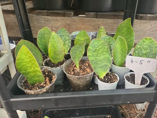 Baby Sansevieria Masoniana Whale Fin Snake Plant 4-5" rooted