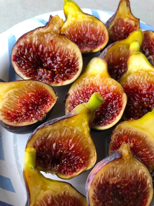 Fig Tree “Fignomenal” New Dwarf Variety! 1 Tree