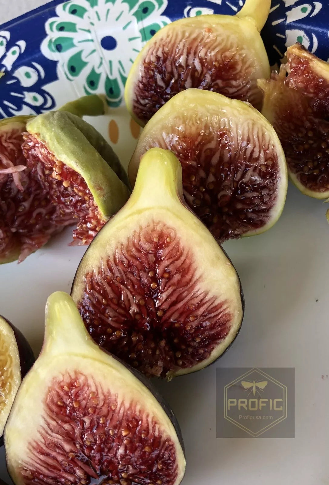 Fig Tree “Fignomenal” New Dwarf Variety! 1 Tree