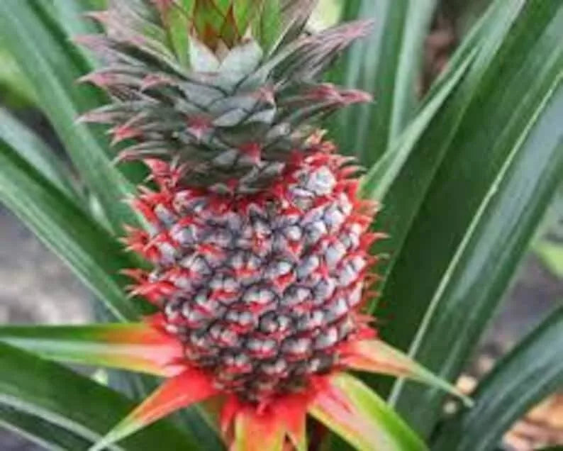 1 Florida Special Pineapple Plant Ananas Colossus Live Starter Plant Fruit
