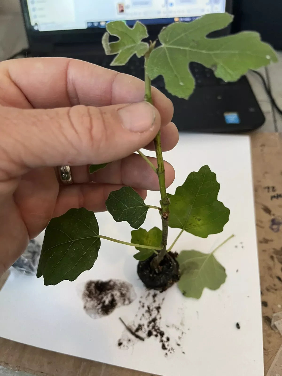 Fig Tree “Fignomenal” New Dwarf Variety! 1 Tree