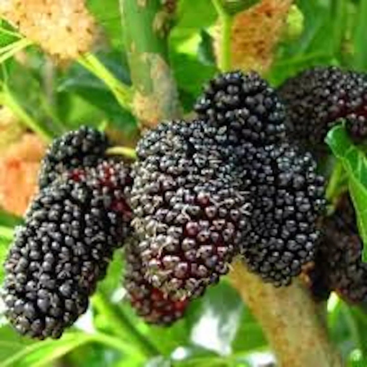 1 Mulberry Tree Dwarf Everbearing Morus nigra Starter Plant Edible Fruit