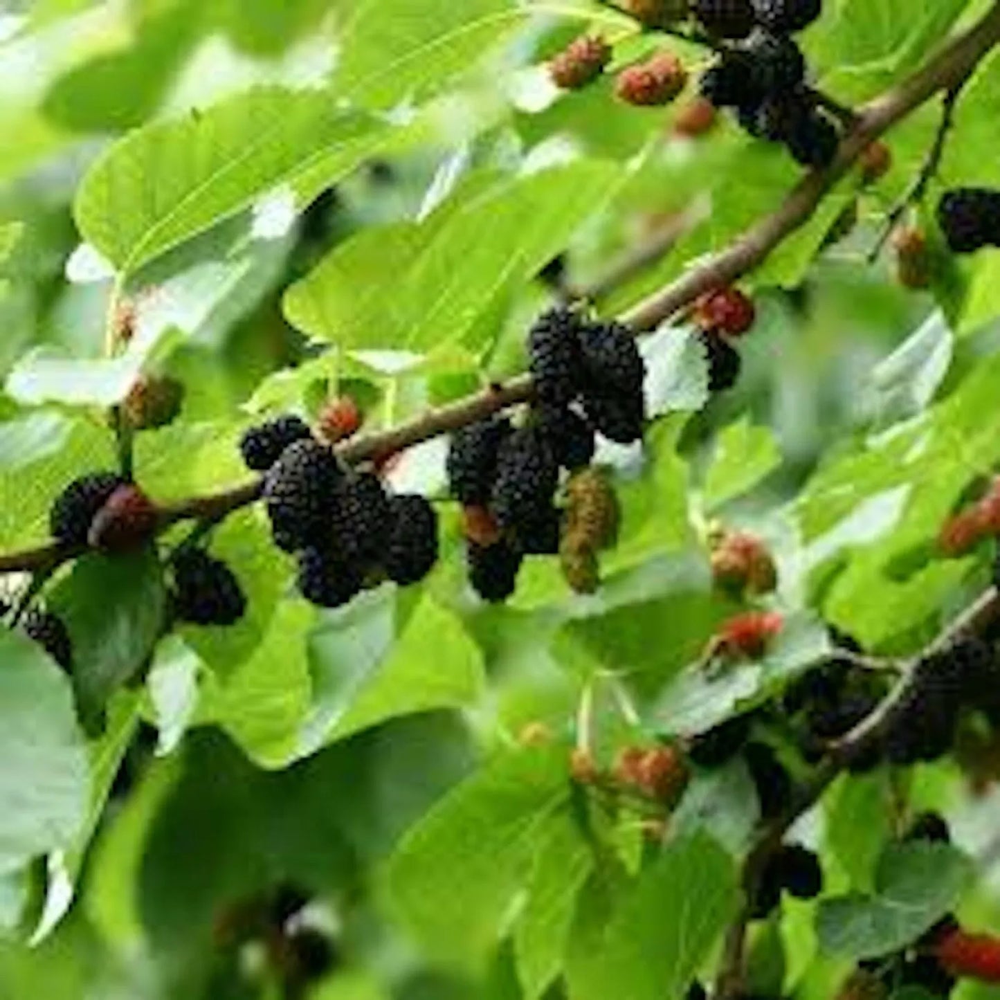 1 Mulberry Tree Dwarf Everbearing Morus nigra Starter Plant Edible Fruit