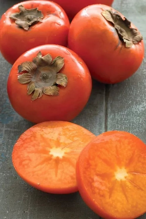American Persimmon Tree – Diospyros virginiana – Live Plant