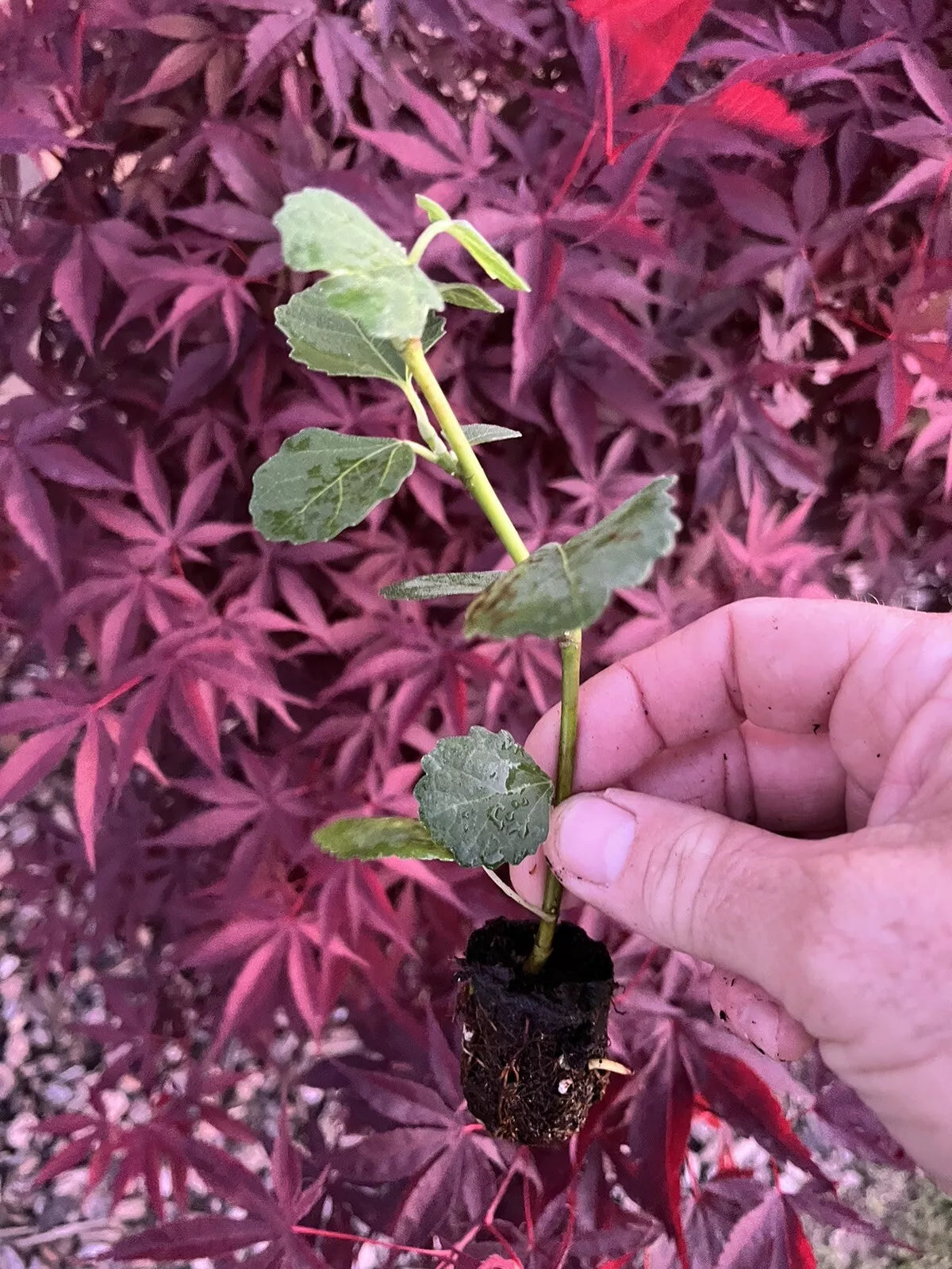 Fig Trees 2 Live Plants “Celeste ” COLD HARDY