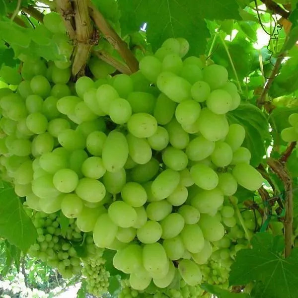 1 THOMPSON Live Seedless Grape Vine Plant - 1-2 yr Old - Ready for Planting