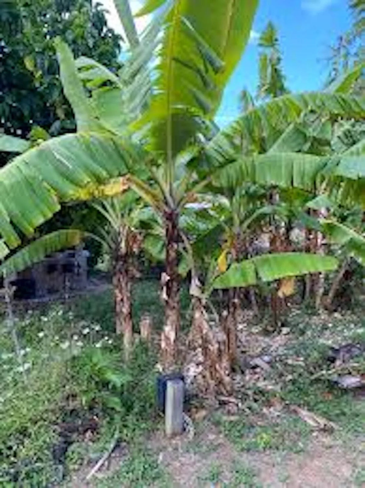 1 Banana Tree Musa Gran Nain Starter Plant Fruit Tree Plant