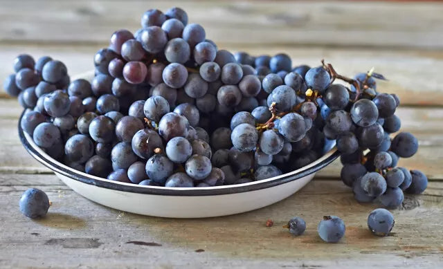 1 CONCORD Seedless Live Grape Vine Plants - 1-2 yr Old - Pruned for Planting