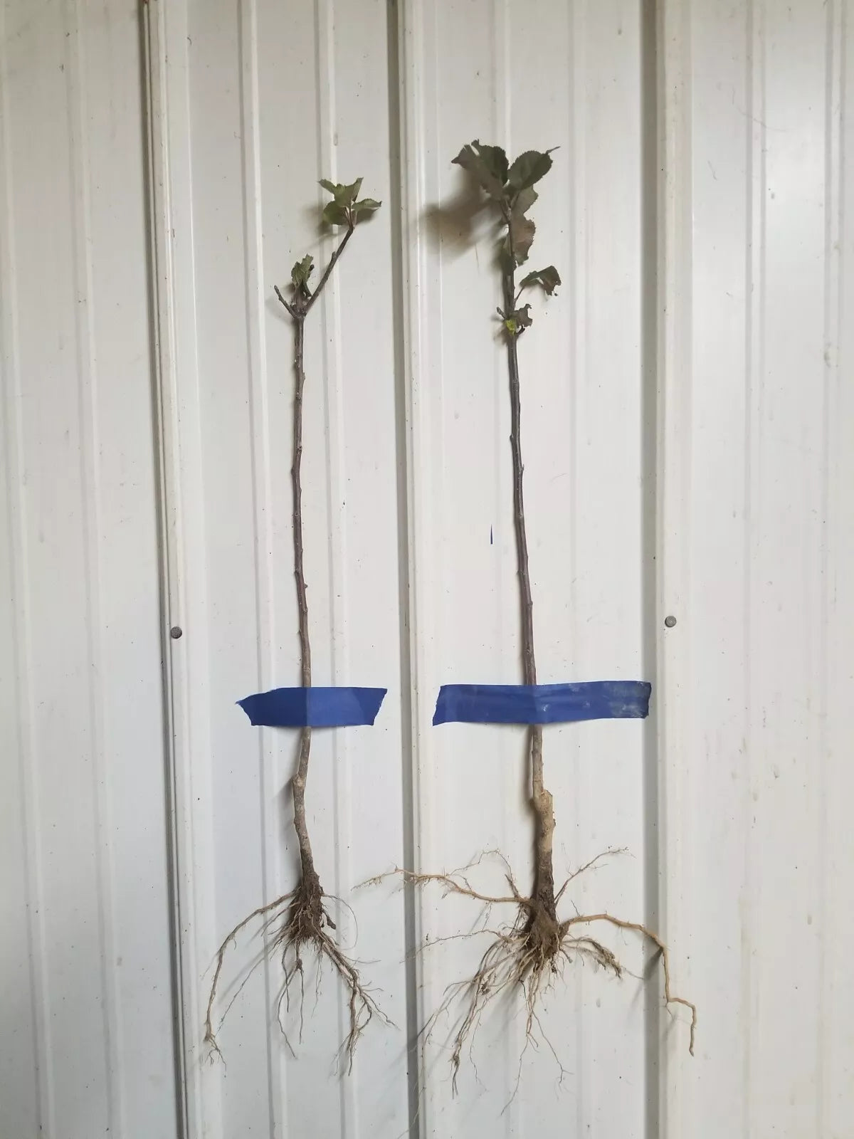 1 PINK LADY Apple Tree *Live Plant * 18-30" Tall