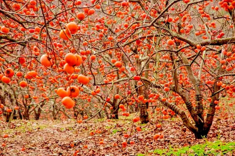 10 JAPANESE PERSIMMON TREE SEEDS (Diospyros Kaki) Asia Hardy Garden Fruit Plant