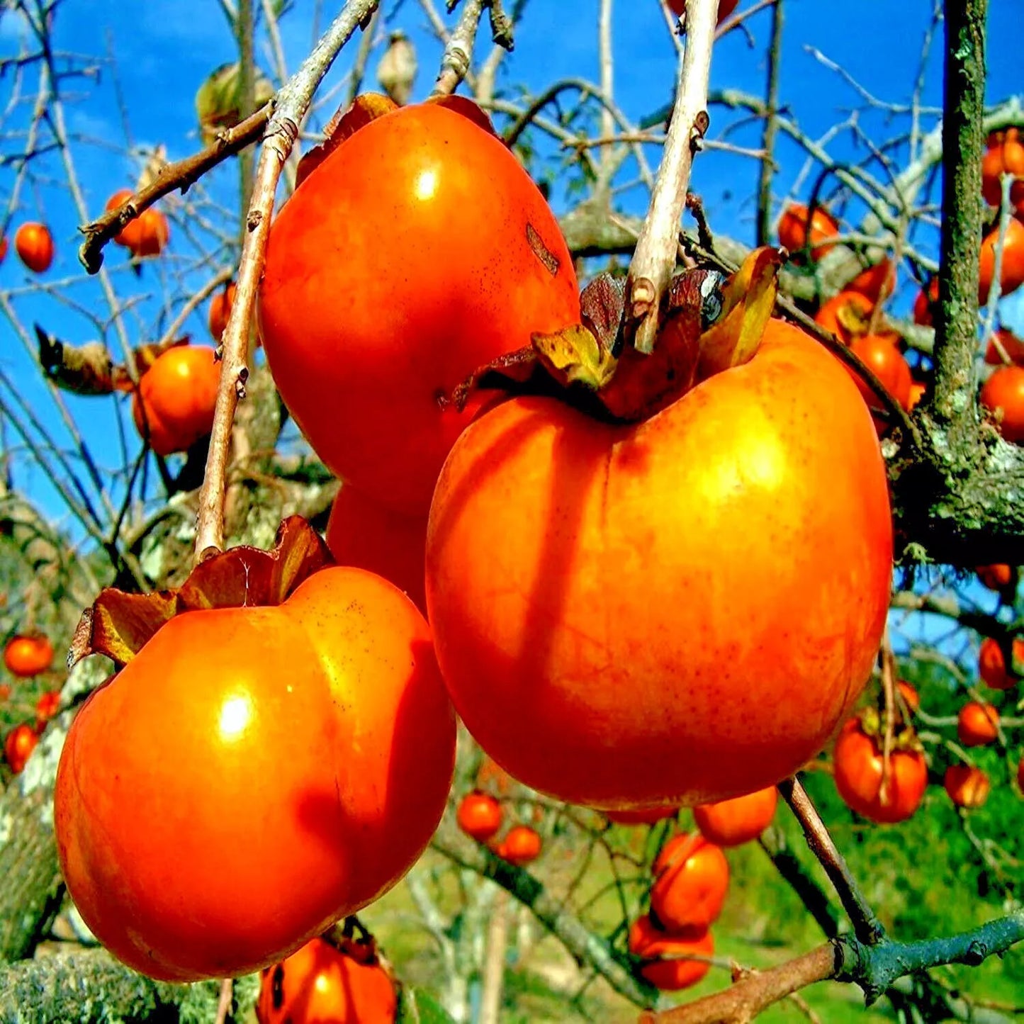 10 JAPANESE PERSIMMON TREE SEEDS (Diospyros Kaki) Asia Hardy Garden Fruit Plant
