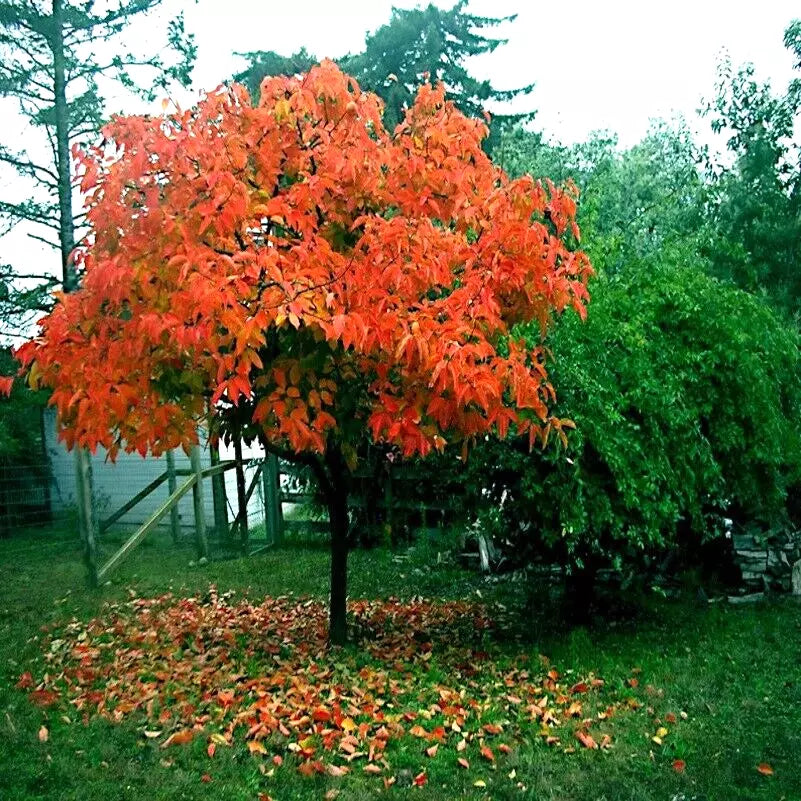 10 JAPANESE PERSIMMON TREE SEEDS (Diospyros Kaki) Asia Hardy Garden Fruit Plant