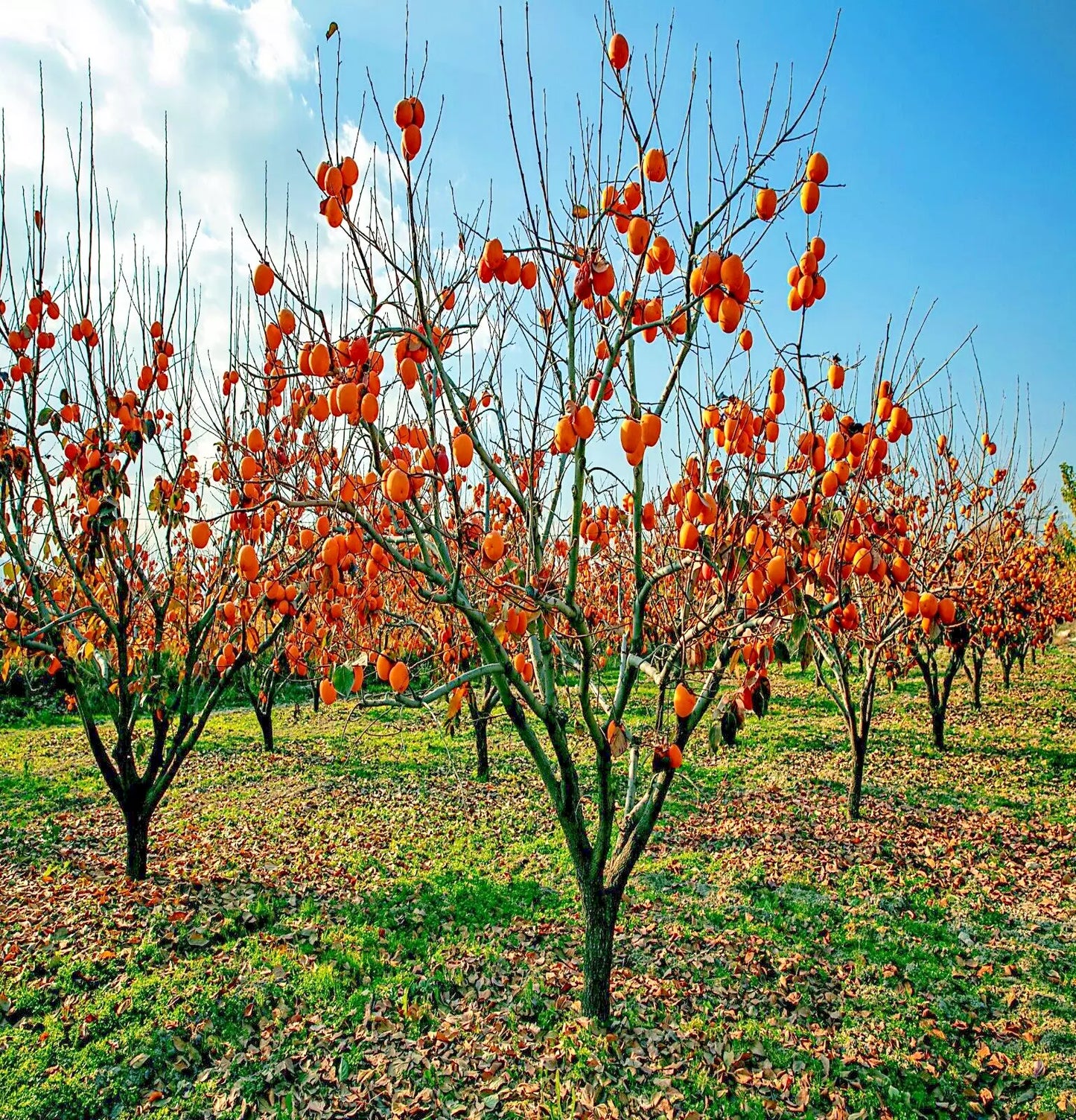 10 JAPANESE PERSIMMON TREE SEEDS (Diospyros Kaki) Asia Hardy Garden Fruit Plant