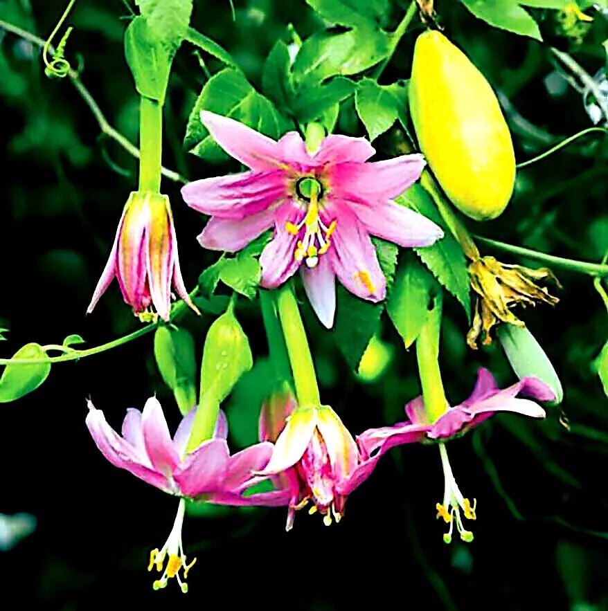 10 BANANA PASSIONFRUIT SEEDS (Passiflora Mollissima) Fast Flower Vine Plant RARE