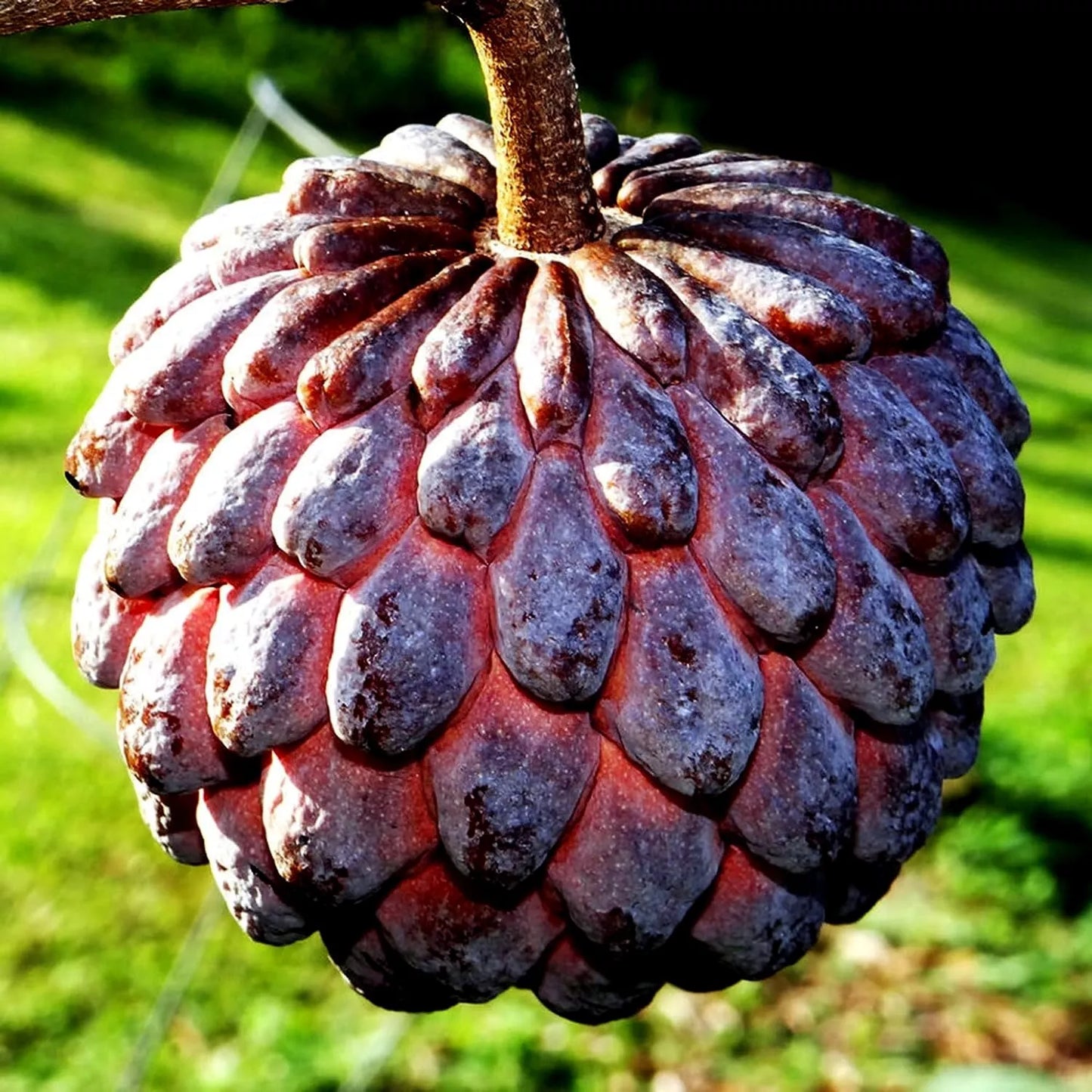 10 "Thai Purple" Sugar Apple Tree Seeds Annona squamosa Rare Sweetsop Fruit Tree