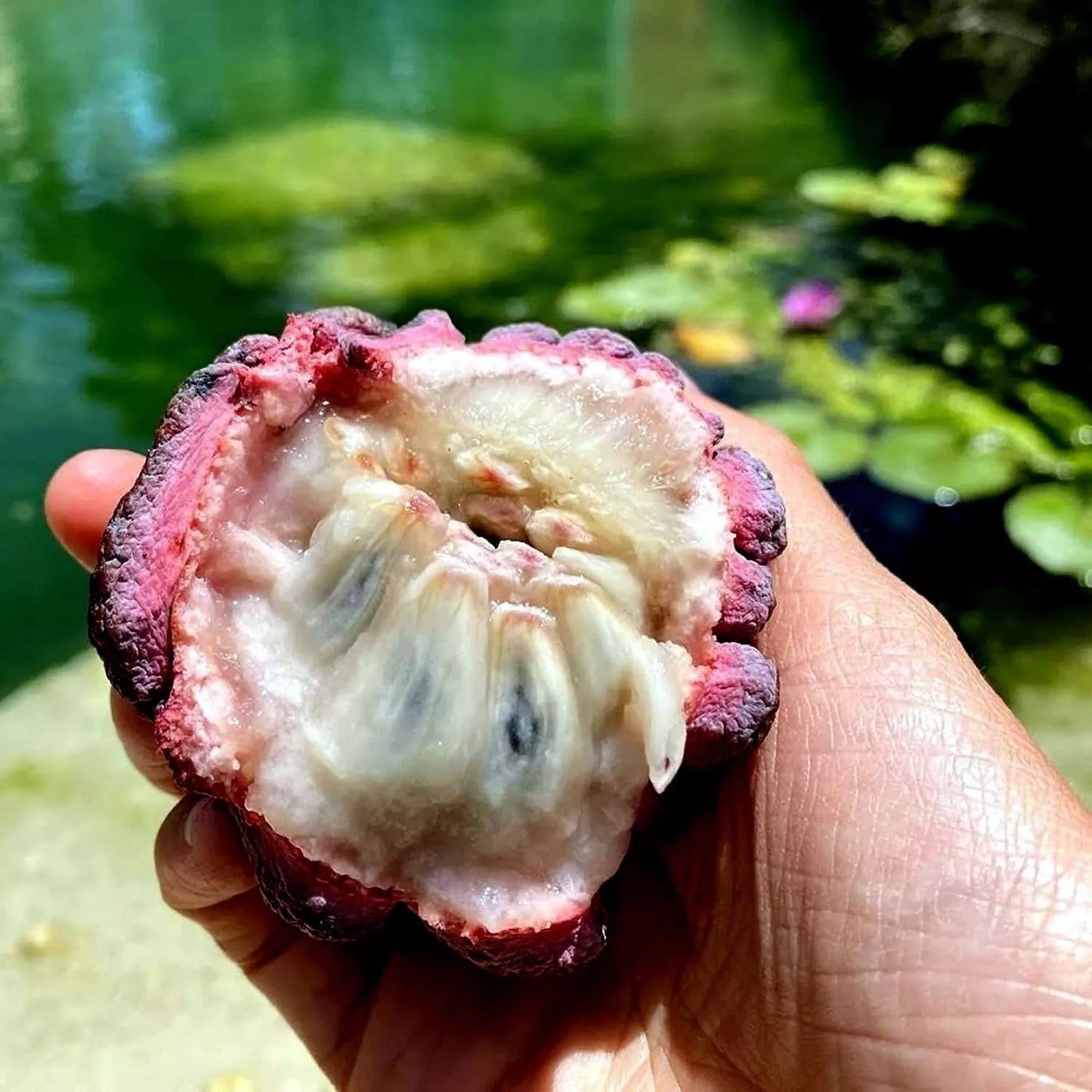 10 "Thai Purple" Sugar Apple Tree Seeds Annona squamosa Rare Sweetsop Fruit Tree