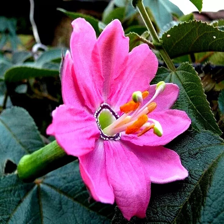 10 BANANA PASSIONFRUIT SEEDS (Passiflora Mollissima) Fast Flower Vine Plant RARE