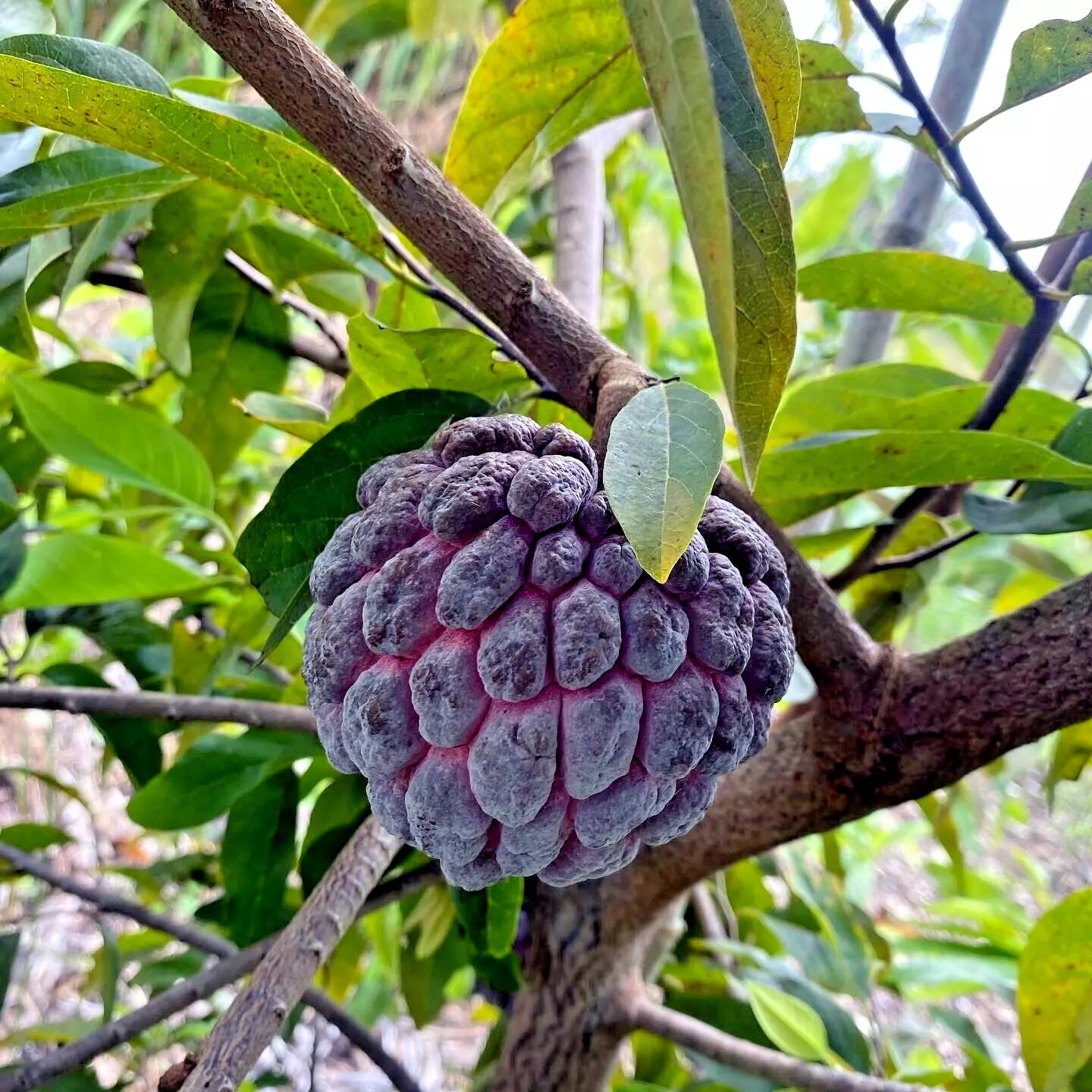 10 "Thai Purple" Sugar Apple Tree Seeds Annona squamosa Rare Sweetsop Fruit Tree