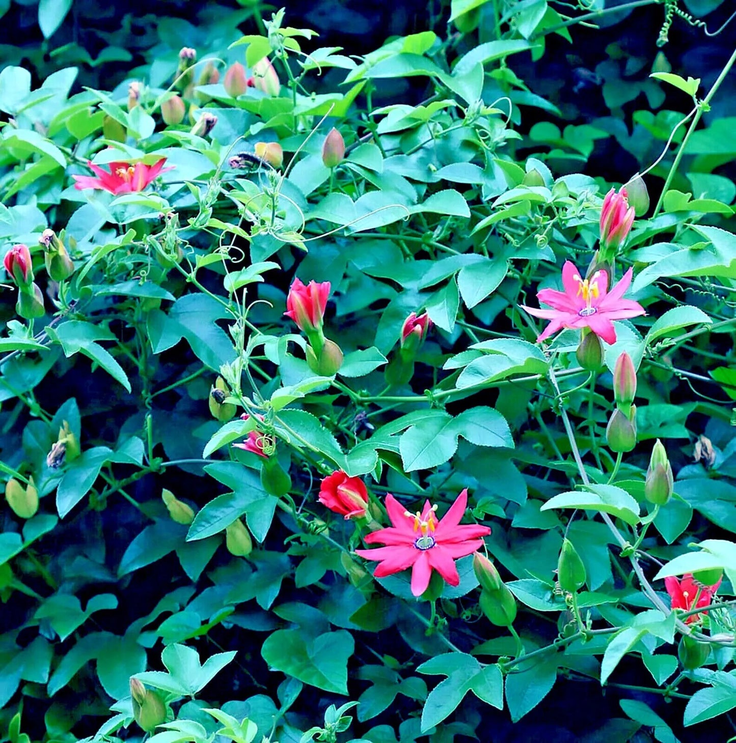 10 BANANA PASSIONFRUIT SEEDS (Passiflora Mollissima) Fast Flower Vine Plant RARE